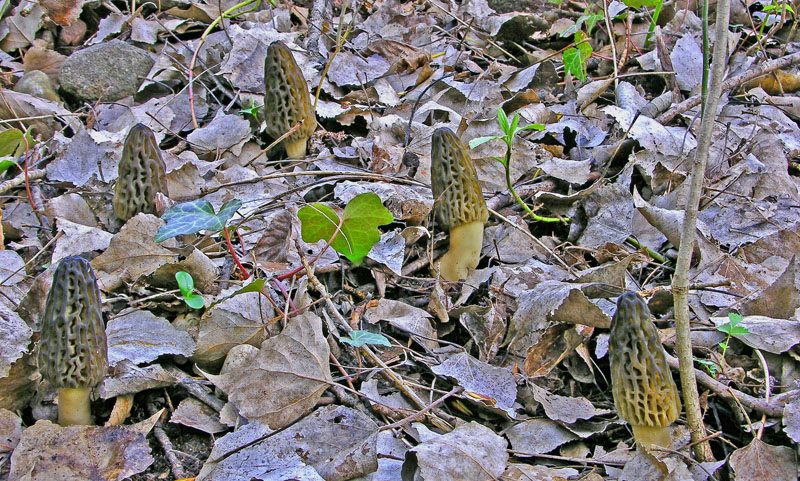 Gioved� 5 aprile Morchella sp.